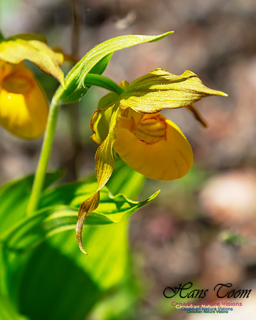 Yellow Ladies's Slipper Orchid 106