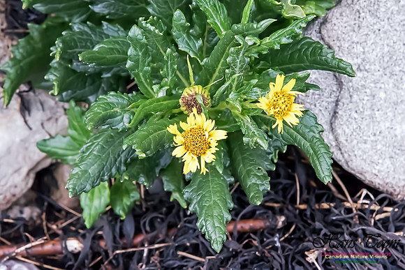 Seneca pseudo-arnica