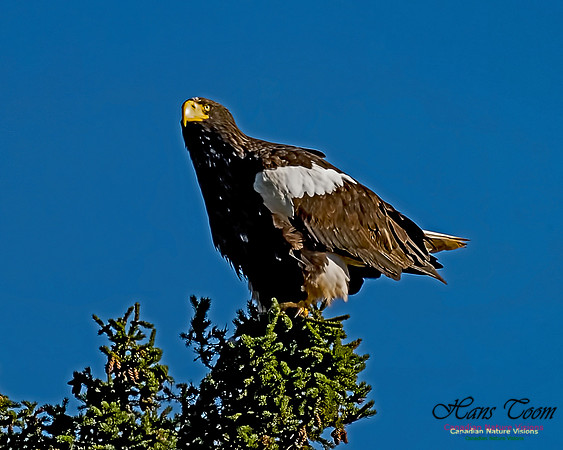 Steller's Sea Eagle 112