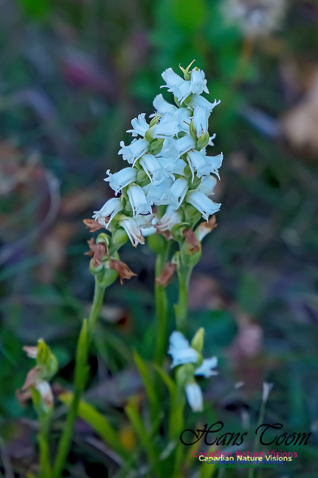 Yellow Ladies'-tresses Orchid 108