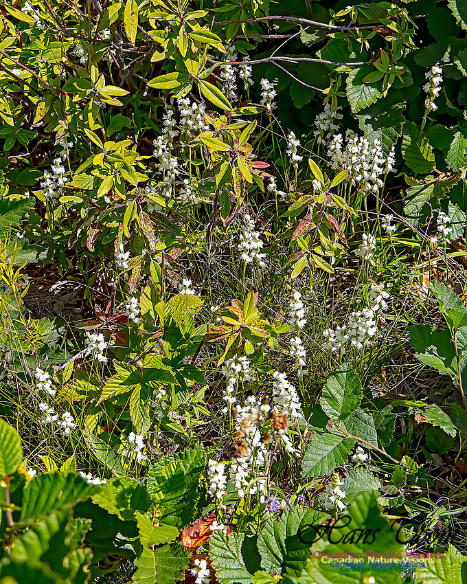 Yellow Ladies'-tresses Orchid 109