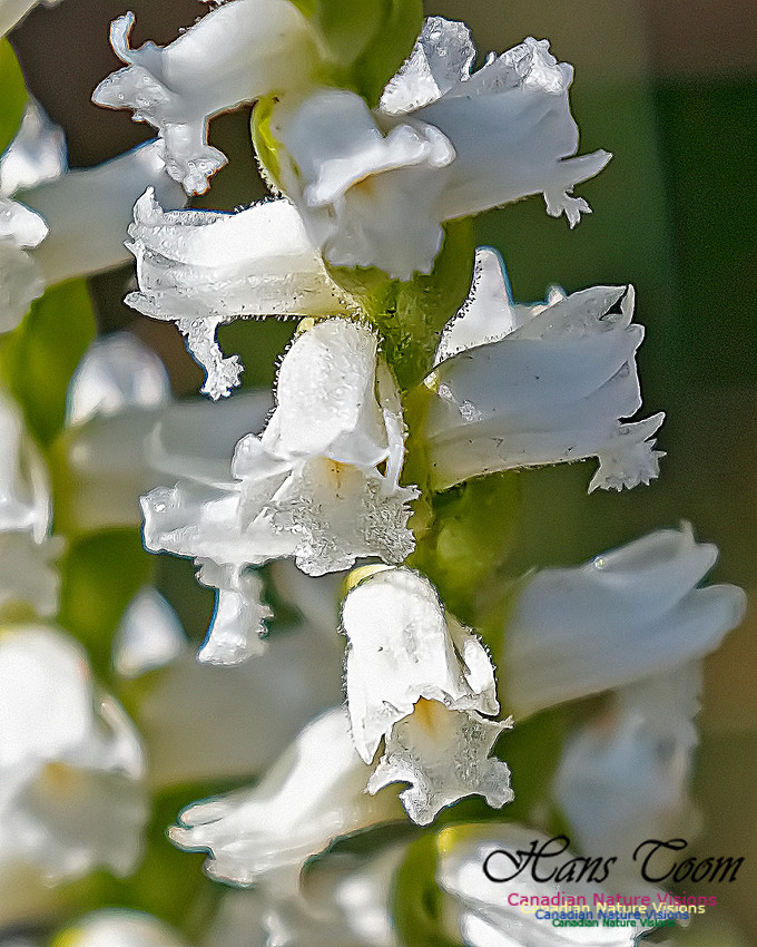 Yellow Ladies'-tresses Orchid 111