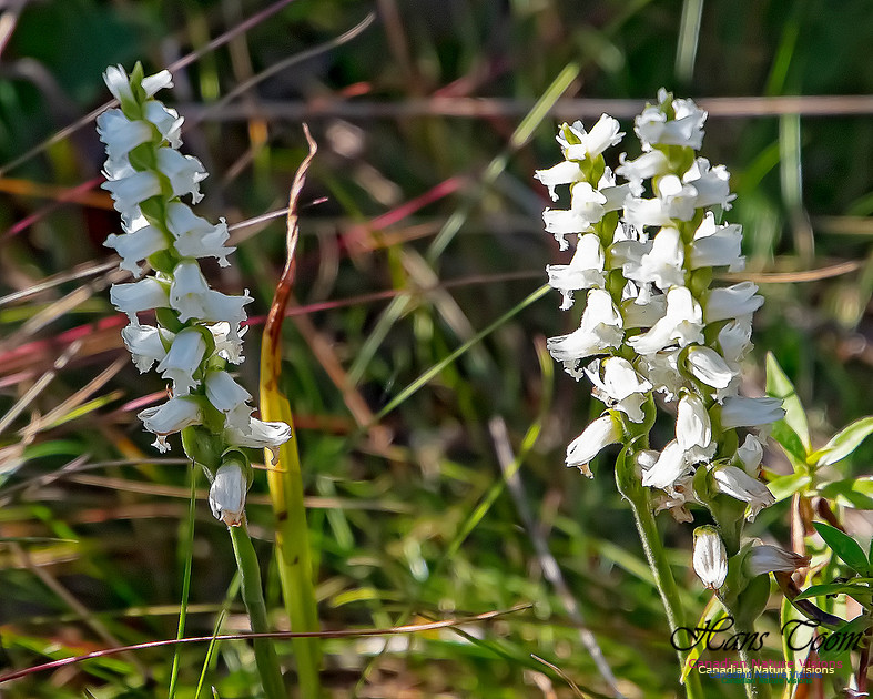 Yellow Ladies'-tresses Orchid 107