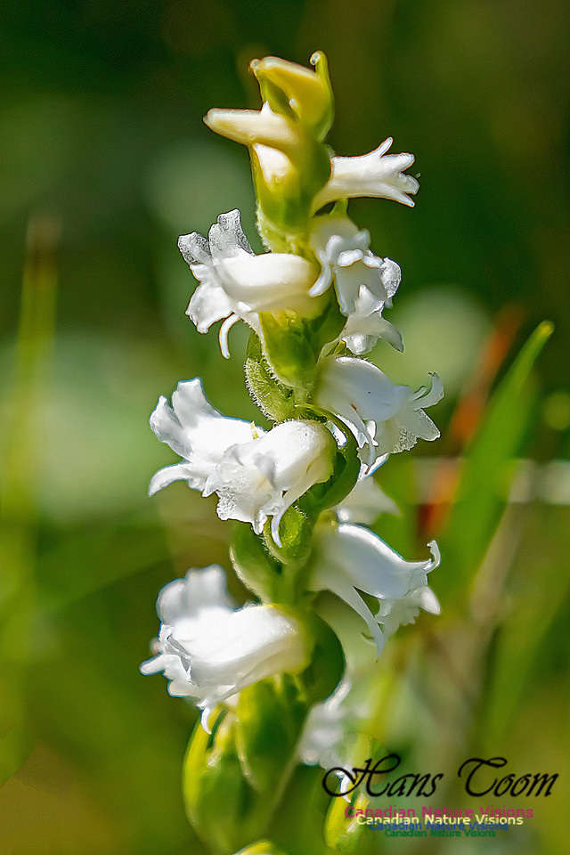 Yellow Ladies'-tresses Orchid 112