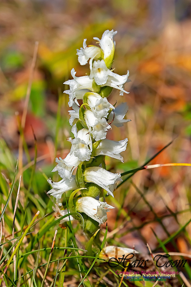 Yellow Ladies'-tresses Orchid 113