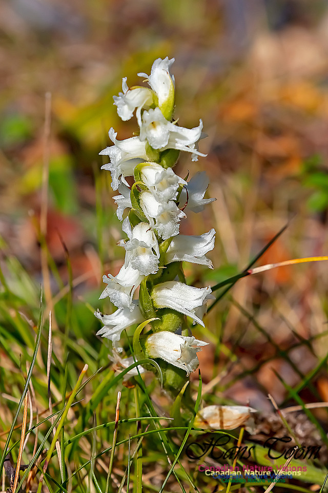 Yellow Ladies'-tresses Orchid 114