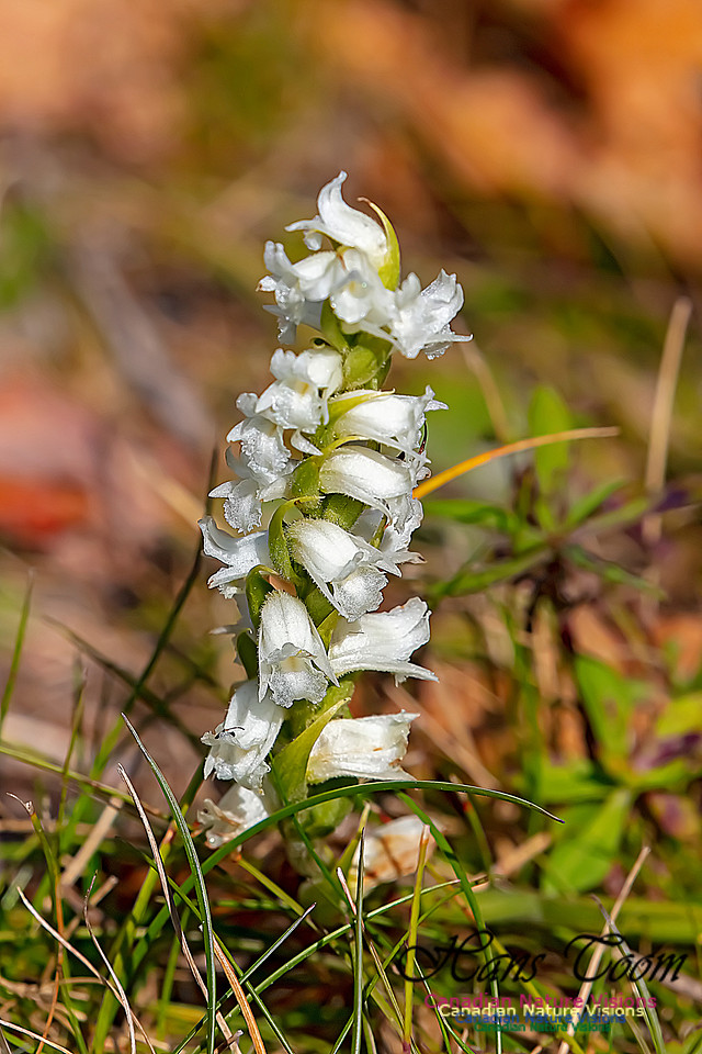 Yellow Ladies'-tresses Orchid 115