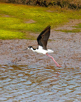Shorebirds