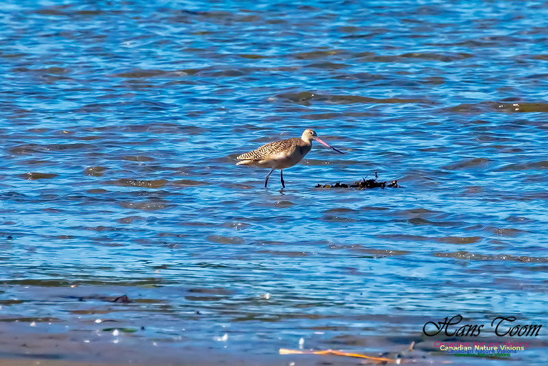Marbled Godwit 11