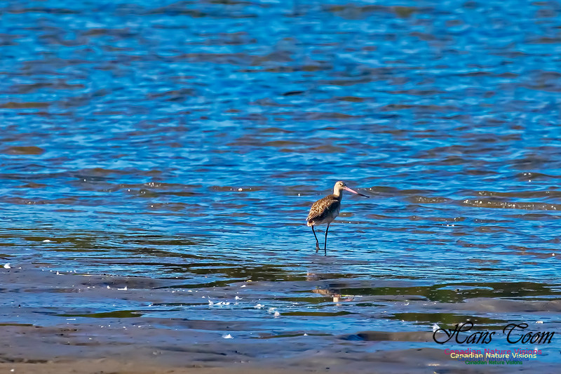 Marbled Godwit 12