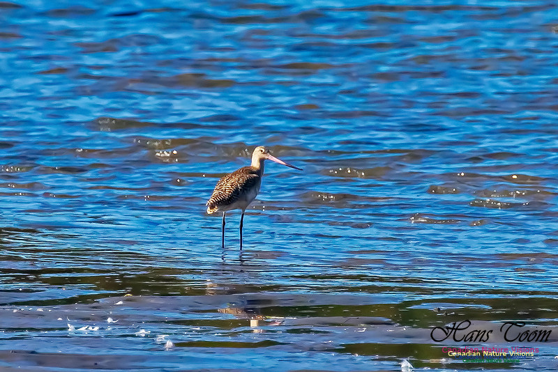 Marbled Godwit 13