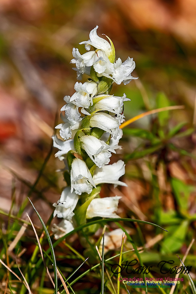 Yellow Ladies'-tresses Orchid 100