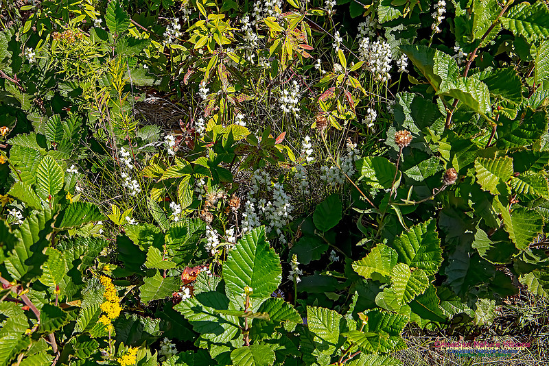 Yellow Ladies'-tresses Orchid 102