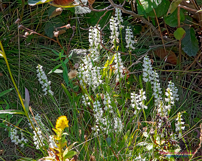 Yellow Ladies'-tresses Orchid 104