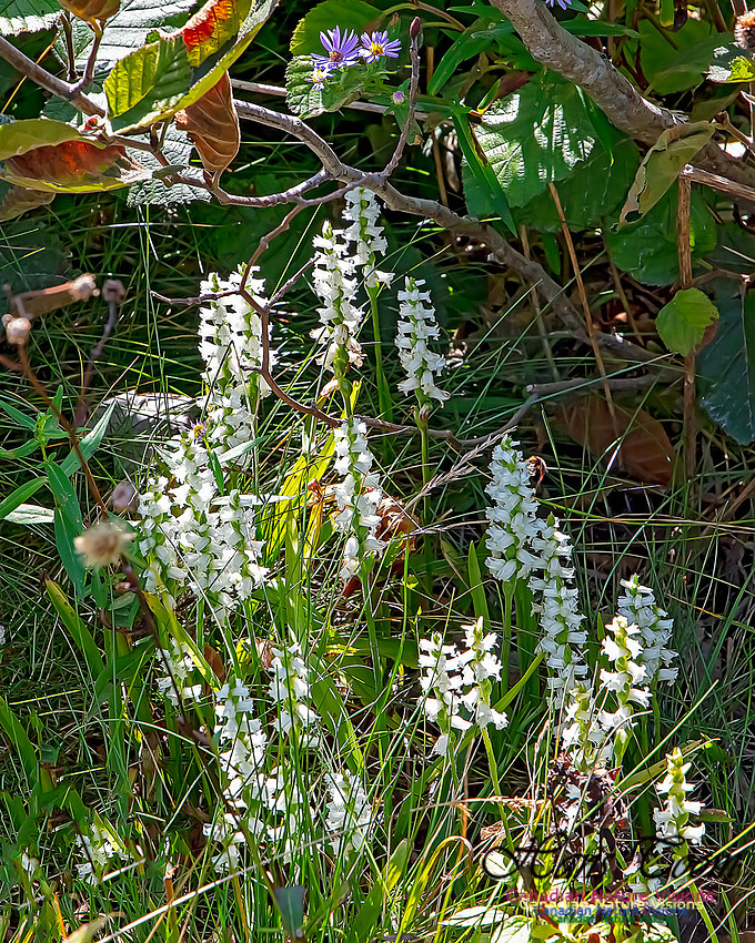 Yellow Ladies'-tresses Orchid 105
