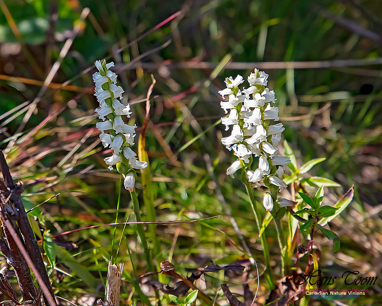 Yellow Ladies'-tresses Orchid 106