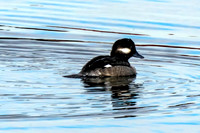 Diving Birds