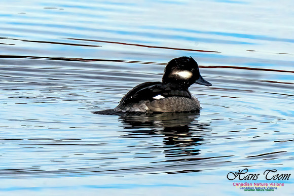 Bufflehead 450