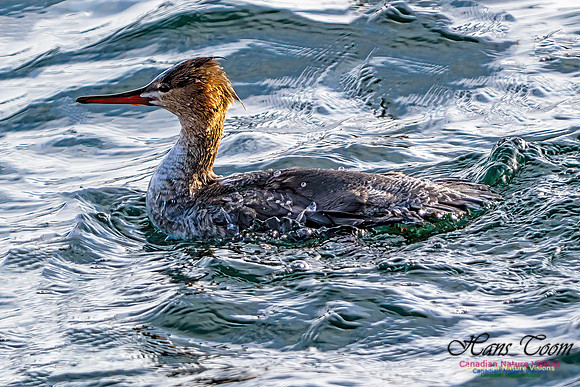 Common Merganser 451