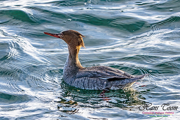 Common Merganser 452