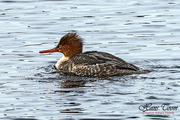 Common Merganser 453