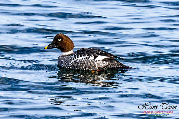 Common Goldeneye 450
