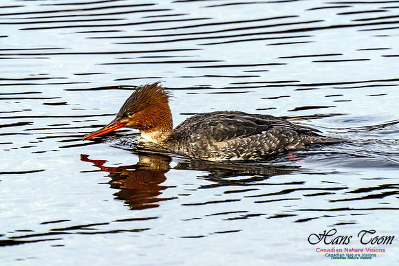 Common Merganser 454
