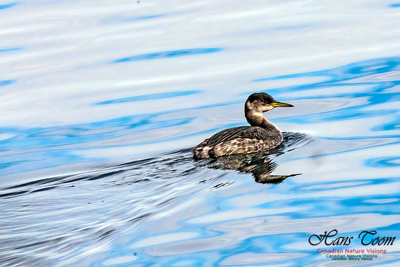 Red-necked Grebe 450