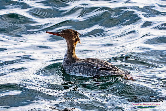 Common Merganser 450