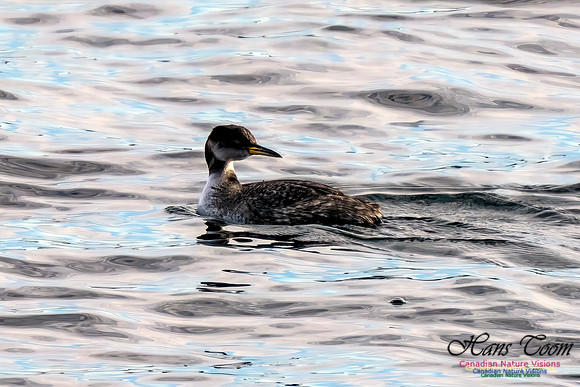 Red-necked Grebe 451