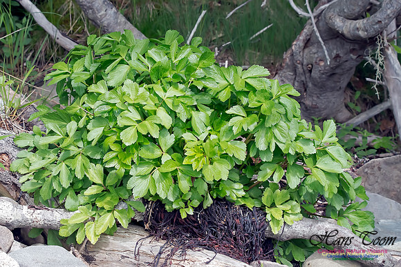 Scotch Lovage