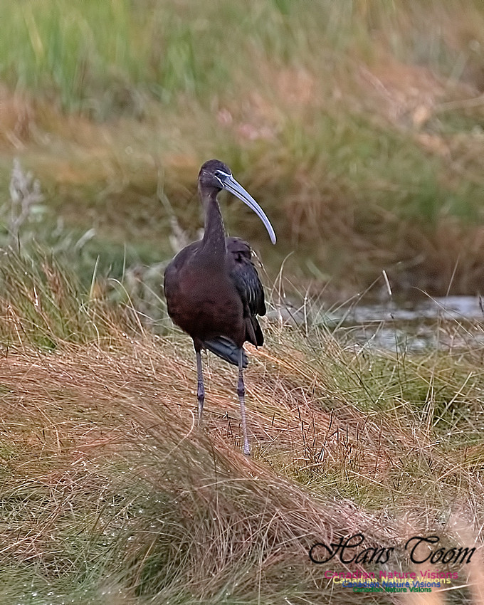 Glosssy Ibis 204