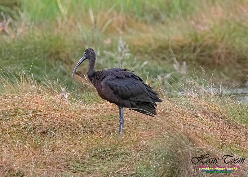 Glosssy Ibis 200