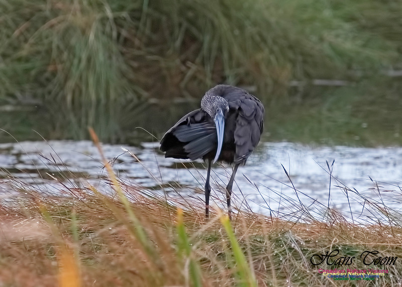 Glosssy Ibis 201