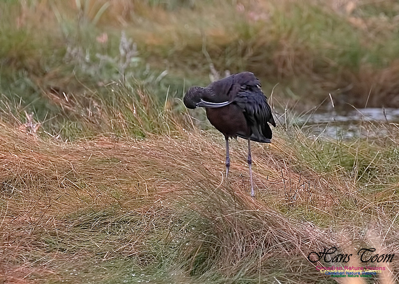 Glosssy Ibis 203