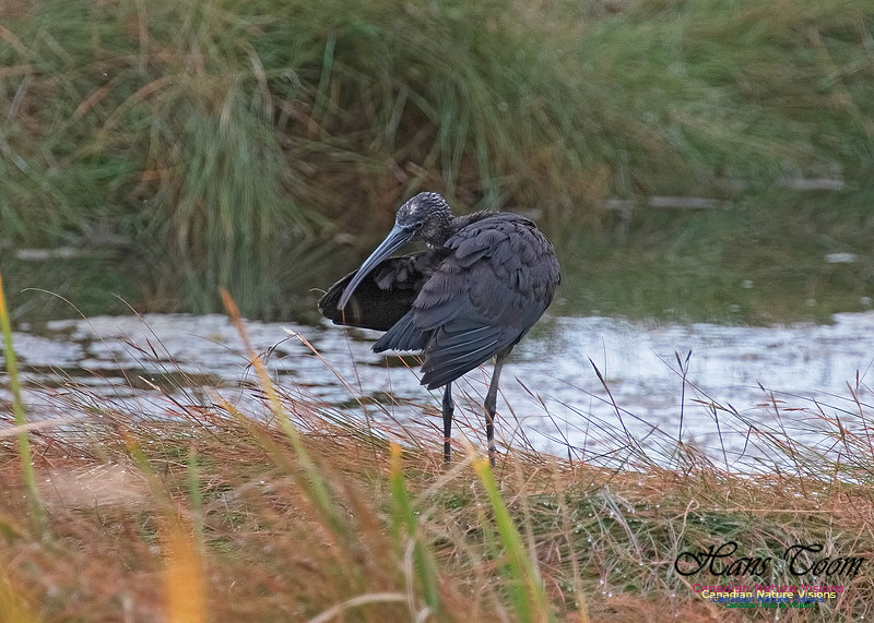Glosssy Ibis 202