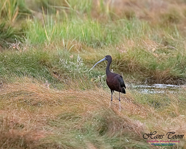 Glosssy Ibis 205