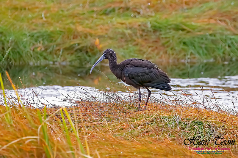 Glosssy Ibis 207