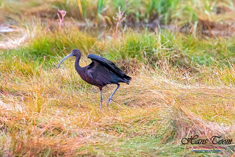 Glosssy Ibis 208