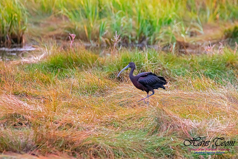 Glosssy Ibis 209