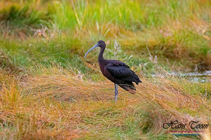 Glosssy Ibis 210