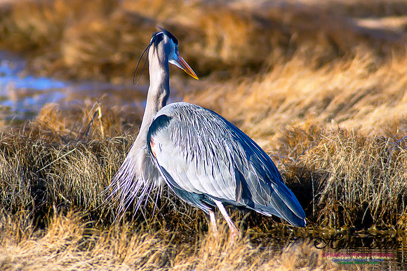 Great Blue Heron
