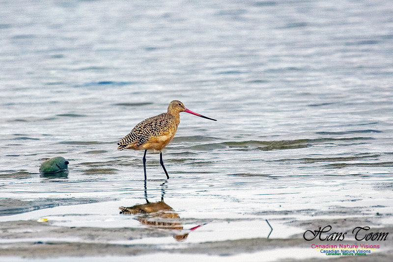 Marbled Godwit 203