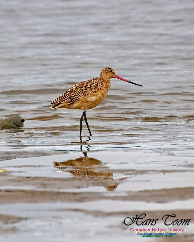 Marbled Godwit 204