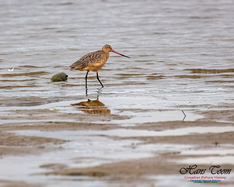 Marbled Godwit 206