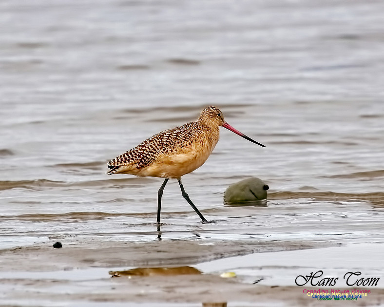 Marbled Godwit 208
