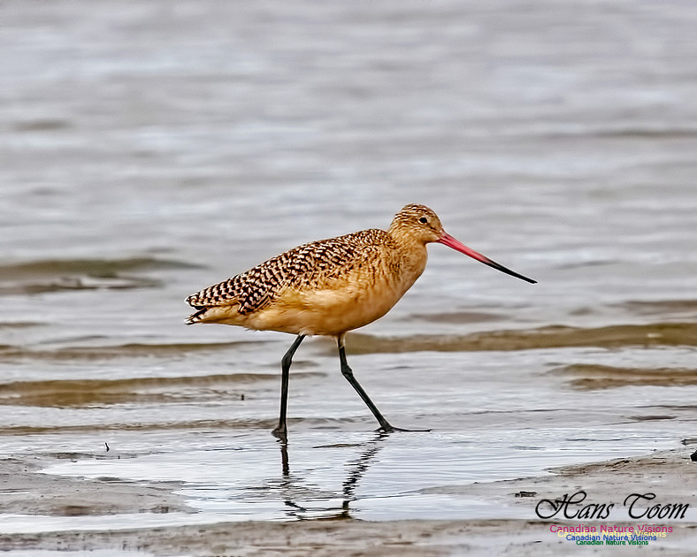 Marbled Godwit 209