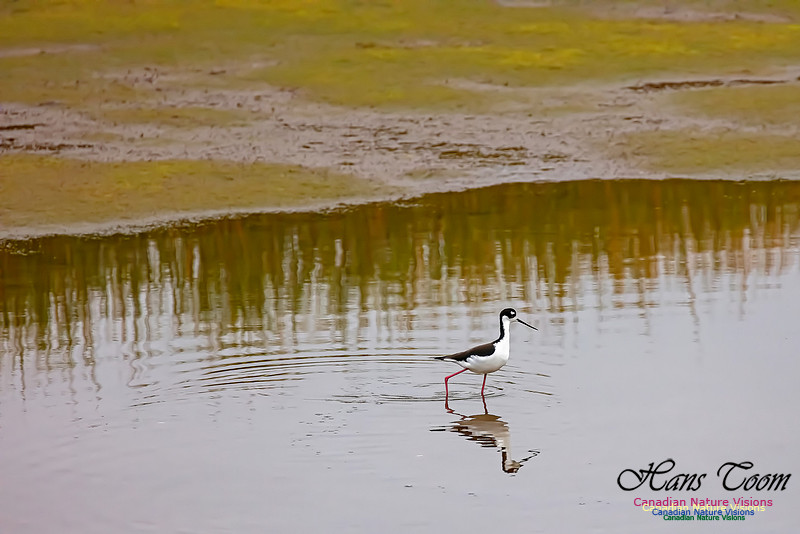 Black-necked Stilt 601