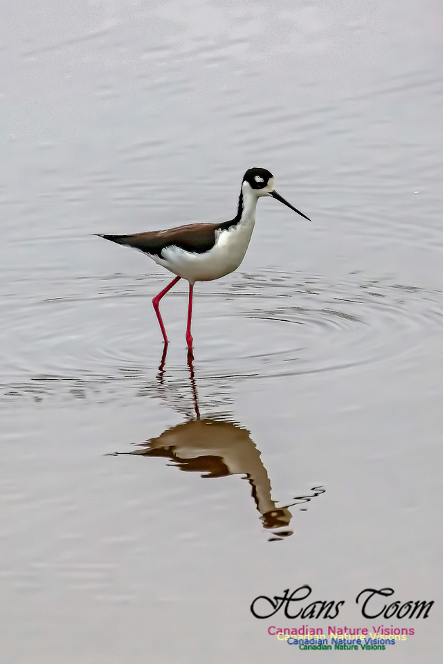 Black-necked Stilt 602
