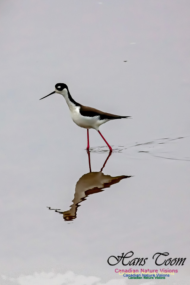 Black-necked Stilt 603